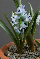 Hyacinthus transcaspicus